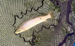 IMG_1903.jpeg