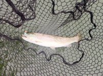 IMG_1901.jpeg