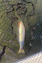 IMG_1898.jpeg