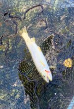 IMG_1897.jpeg