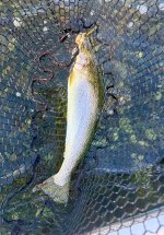 IMG_1895.jpeg