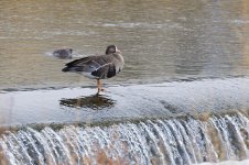 013-White-fronted-Geese-111225.jpg