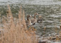 018-White-fronted-Geese-111225-crp.jpg