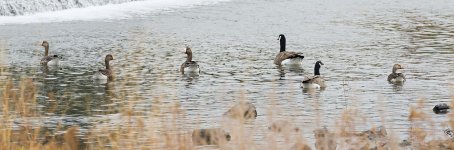 042-White-fronted-Geese-111225.jpg