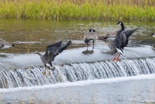 050-White-fronted-Geese-111225.jpg
