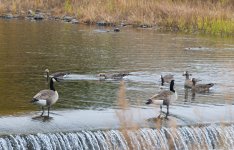 054-White-fronted-Geese-111225.jpg
