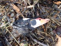 IMG_4516.jpeg