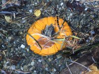 IMG_4510.jpeg