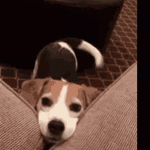 1763025211547.gif
