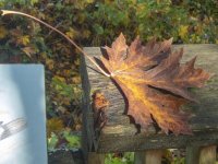 A00BBigleafMaple290002.jpg