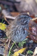 A01SongSparrow6065.jpg