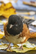 A03RufousSidedTowhee6092.jpg