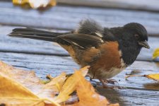 A04RufousSIdedTowheeMale6075.jpg