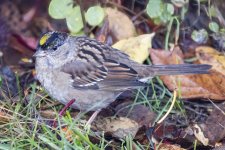 A05GoldenCrownedSparrowAdult6042.jpg