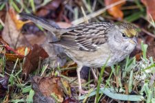 A06GoldenCrownedSparrowJuvenile6025.jpg