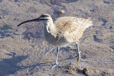 B07Whimbrel6205.jpg