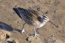 B08Whimbrel6246.jpg