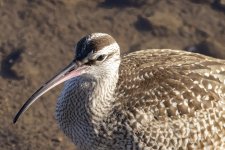 B09WhimbrelHeadShot6210.jpg