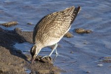 B10WhimbrelProbingBurrow6182.jpg