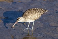 B11WhimbrelWCrab6194.jpg