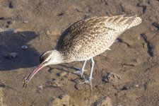 B12WhimbrelWCrab6223.jpg
