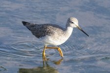 B13GreaterYellowlegs6156.jpg
