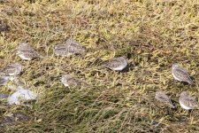 B14LeastSandpipers6265.jpg