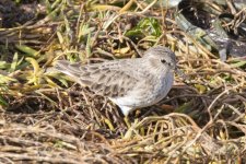 B15LeastSandpiper6288.jpg