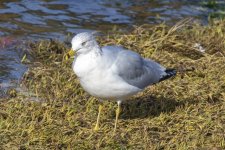 C01RingBilledGull6266.jpg