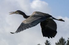 C03GreatBlueHeronInFlight6293.jpg