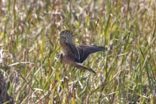 C04NorthernHarrierHen6307.jpg