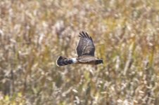 C05NorthernHarrierHen6311.jpg