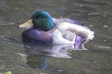 D06MallardDrake6317.jpg