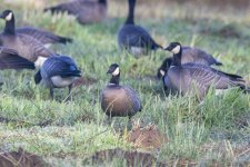 D08CacklingGeese6054.jpg