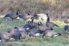 D09CacklingGeese6048.jpg