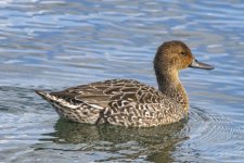 D10NorthernPintailHen6299.jpg