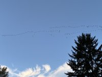 IMG_0039.jpeg