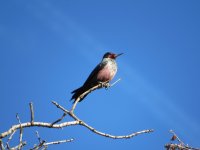 IMG_4838.JPG