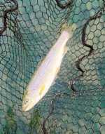 IMG_1939.jpeg IMG_1939.jpeg