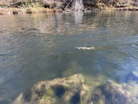 IMG_5285.jpeg IMG_5285.jpeg