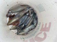 IMG_5152.jpeg
