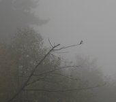 IMG_4584.jpeg
