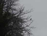 IMG_4583.jpeg