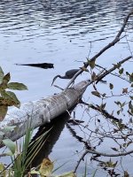IMG_0041.jpeg