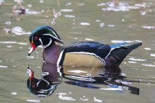 A01WoodDuckDrake6365.jpg A01WoodDuckDrake6365.jpg