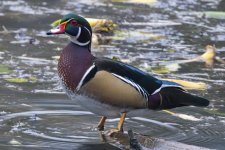 A02WoodDuckDrake6745.jpg A02WoodDuckDrake6745.jpg