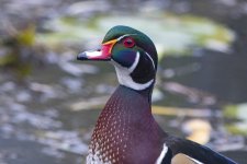 A03WoodDuckDrake6762.jpg A03WoodDuckDrake6762.jpg