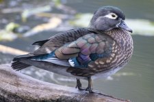 A04WoodDuckHen6731.jpg A04WoodDuckHen6731.jpg