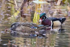 A05WoodDuckPair6348.jpg A05WoodDuckPair6348.jpg