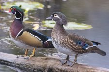 A07WoodDuckPair6767.jpg A07WoodDuckPair6767.jpg